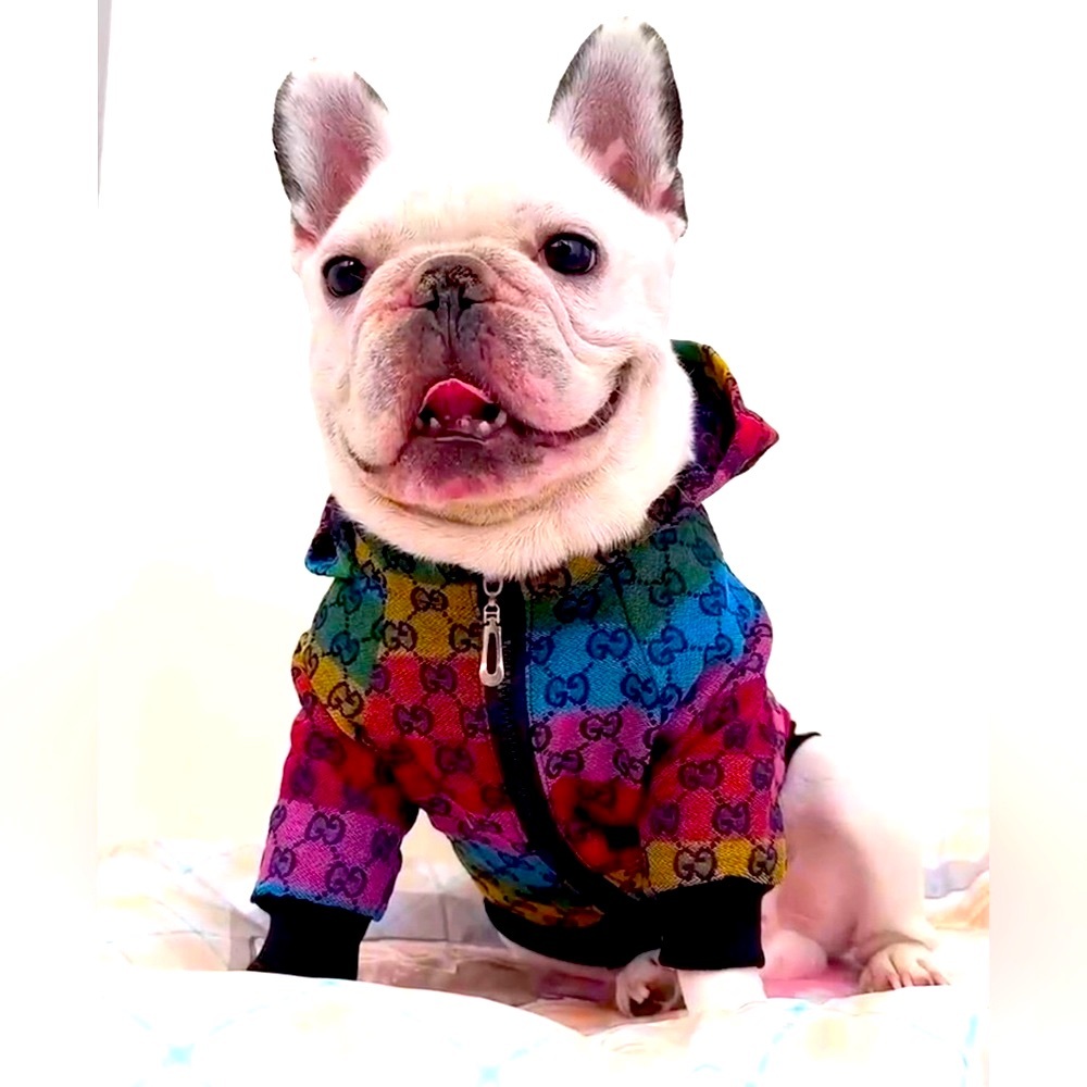 🌈 mini Dog Jacket🌈